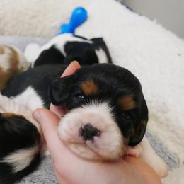 Tri boy 3 - Tri-color male Cavalier King Charles Spaniel puppy in Marcellus, Michigan from Coolcreek Pets
