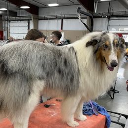 Mannie - Collie