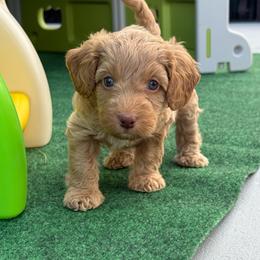 Puppy pick 6 - Apricot male Goldendoodle puppy in Natural Bridge, Virginia from Padgetts Hill Puppies