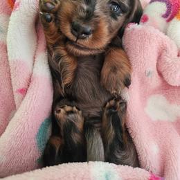 Black and tan dapple longhaired female - Dapple female Dachshund puppy in Belle Rive, Illinois from Akin's Miniature Dachshunds, LLC