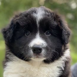 Border Collies from Cu Reabtha Border Collies