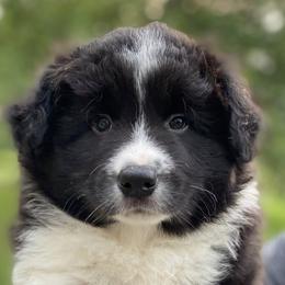 Border Collies from Cu Reabtha Border Collies