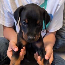 Amore - Black and rust male Doberman Pinscher puppy in Youngsville, North Carolina from di Casa Ortiz German Shepherds