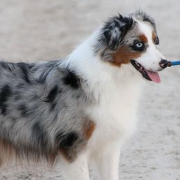 Pecos - Miniature American Shepherd