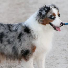 Pecos - Miniature American Shepherd