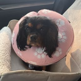 Cavalier King Charles Spaniel and Cavapoo Puppies from PJE Cavs and Poos