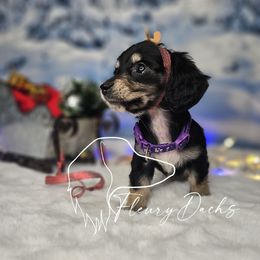 OS1-6 - Black and cream female Dachshund puppy in Martin City, Montana from FleuryDachs