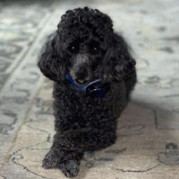 Poodles from Chudan Poodles