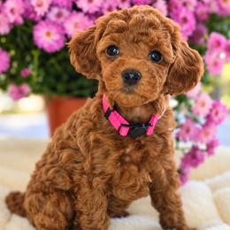 Hazel - Female (pink collar) - Red  female Poodle puppy in Spotsylvania, Virginia from Sweet Honey Poodles of Virginia