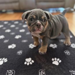 Alice - Blue tri-color female Bulldog puppy in Hernando, Mississippi from Blues City Bulldogs