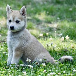 Pomsky and Siberian Husky Puppies from Blacktail Mountain Pomskies