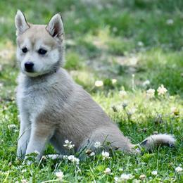 Pomsky and Siberian Husky Puppies from Blacktail Mountain Pomskies