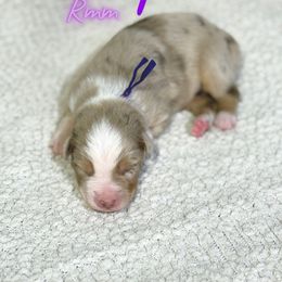 Sneezy - Red merle male Australian Shepherd puppy in Keytesville, Missouri from Dogwood Lane Canine