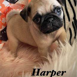 Boy 3 - male Pug puppy in Hesperia, California from Amatskennel - Stubby Tails Ranch