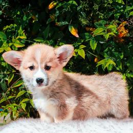 Blue collar - Red male Pembroke Welsh Corgi puppy in Caliente, California from Rafter Cross 7