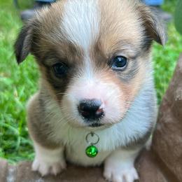 Pembroke Welsh Corgis from Corgis of Powell