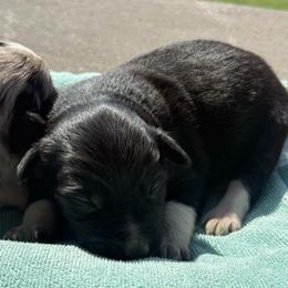 Batman - Black and white male Border Collie puppy in North Lakeport, California from Wild Rose Ranch