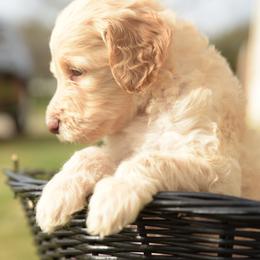 Labradoodle Puppies from I Love U Back Labradoodles