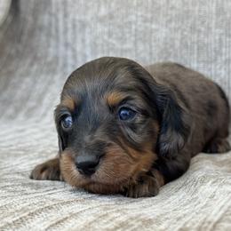 Boy 2 - Dapple male Dachshund puppy in Allenhurst, Georgia from B’s Dapper Dachshunds