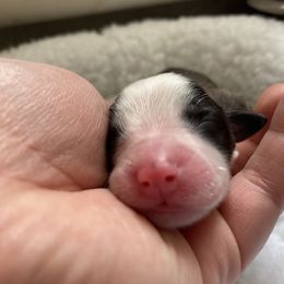 English Shepherd Puppies from Blackbird English Shepherds