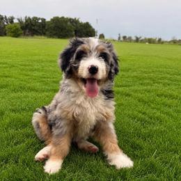 Lilac Collar - Blue merle female Bernedoodle puppy in Indiahoma, Oklahoma from Farm Fresh Doodles