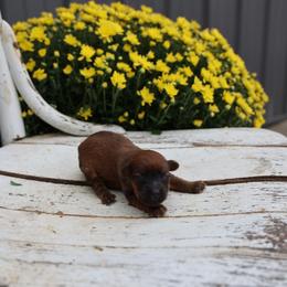 Libby - Red female Whoodle puppy in West Bend, Iowa from Blue Skies Terriers