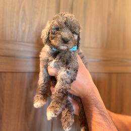 Blue Merle female - Merle female Goldendoodle puppy in Vallejo, California from Well Rooted Doodles