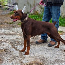 Doberman Pinscher puppies from Snell's Superior Kennel Dobermann & GSP