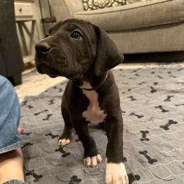 Vixen - Black female Great Dane puppy in Dundee, Michigan from Weslow AKC Danes