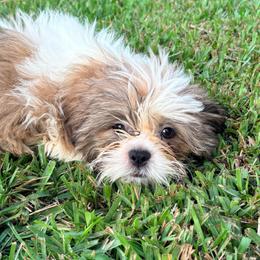Charlie - Tricolor male Shih Tzu puppy in Saint Johns, Florida from BEH Puppies LLC