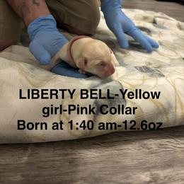 Labrador Retriever Puppies from Kansas Happy Tails