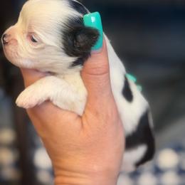 Snicker - Black male Morkie puppy in Winston Salem, North Carolina from Patty’s Paws