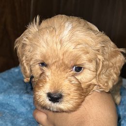 Cavapoos from Teddy & Elly Litter