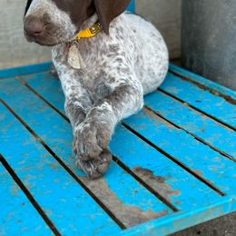 Joy - German Shorthaired Pointer puppy from GSP Pointer Family
