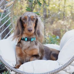 Ray - Dachshund