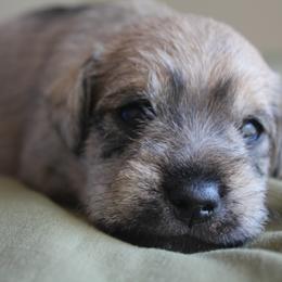 Jaco - Salt and pepper male Miniature Schnauzer puppy in Vista, California from Olympus Schnauzers
