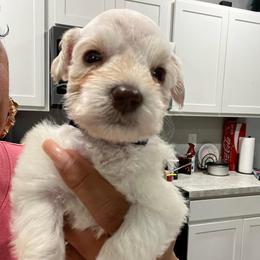 Boy-3- blue - Wheaten male Miniature Schnauzer puppy in Lehigh Acres, Florida from Regency Schnauzer
