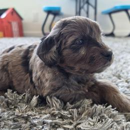 Remi - Merle female Goldendoodle puppy in Missouri from Husky Hill Kennel