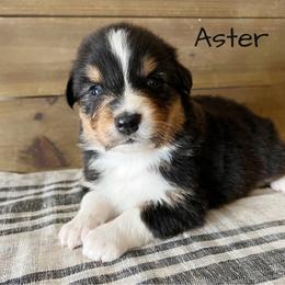 Aster - Black tri-color male Australian Shepherd puppy in Kearney, Nebraska from Helix Aussies