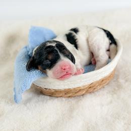 Mercury - Black white and tan male Cockapoo puppy in Pledger, Texas from Sugarbear Cockapoos