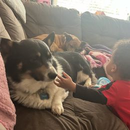 Chase - Pembroke Welsh Corgi