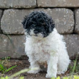 Tucker - Black and white male Cavapoo puppy in Gurdon, Arkansas from Franklin Ranch Pups