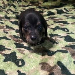 Boy 4 - Brindle male Dachshund puppy in Saint Jo, Texas from Reeves Dashing-Hounds