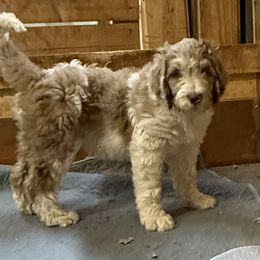 Barbsy - female Newfypoo puppy in San Antonio, Texas from Mammoth Doodles