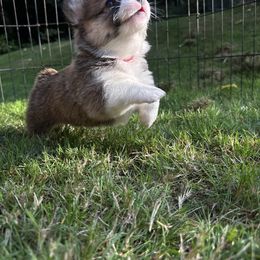 Pembroke Welsh Corgi Puppies from Ok hear me out. Corgis