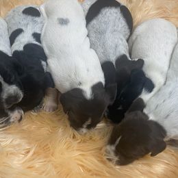 Male 1 - Liver and white male German Shorthaired Pointer puppy in Hardeman County, Tennessee from Howell Farm GSP