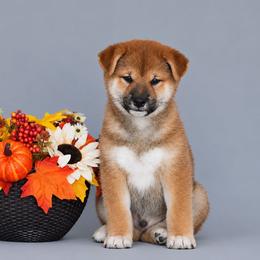 Saito - Red male Shiba Inu puppy in Hollywood, Florida from Bright Ray