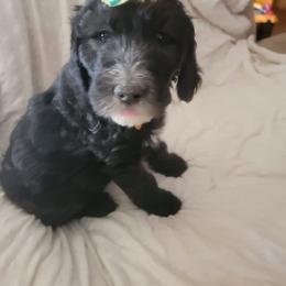 Sheepadoodle Puppies from Betsy's Black Jack Doodles