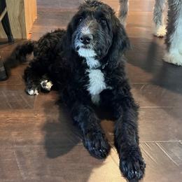 Aussiedoodle All Grown Up from Pawsitively Doodles