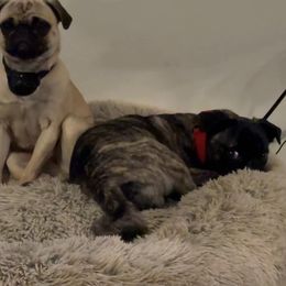 Grogu - Pug